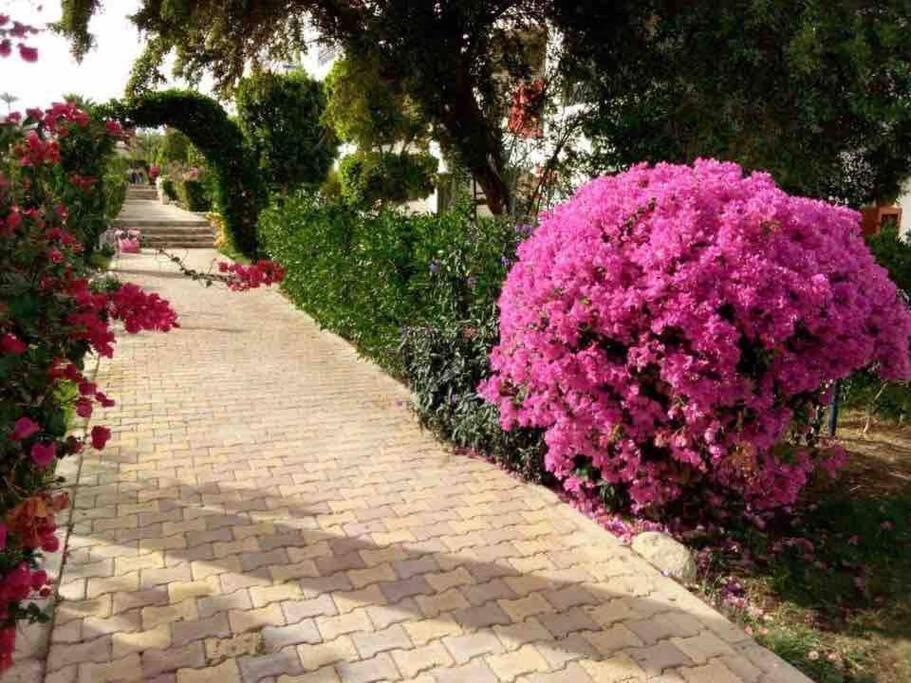 Riviera Resort Apartment - Pool View & Wifi Sharm el-Sheikh Bagian luar foto